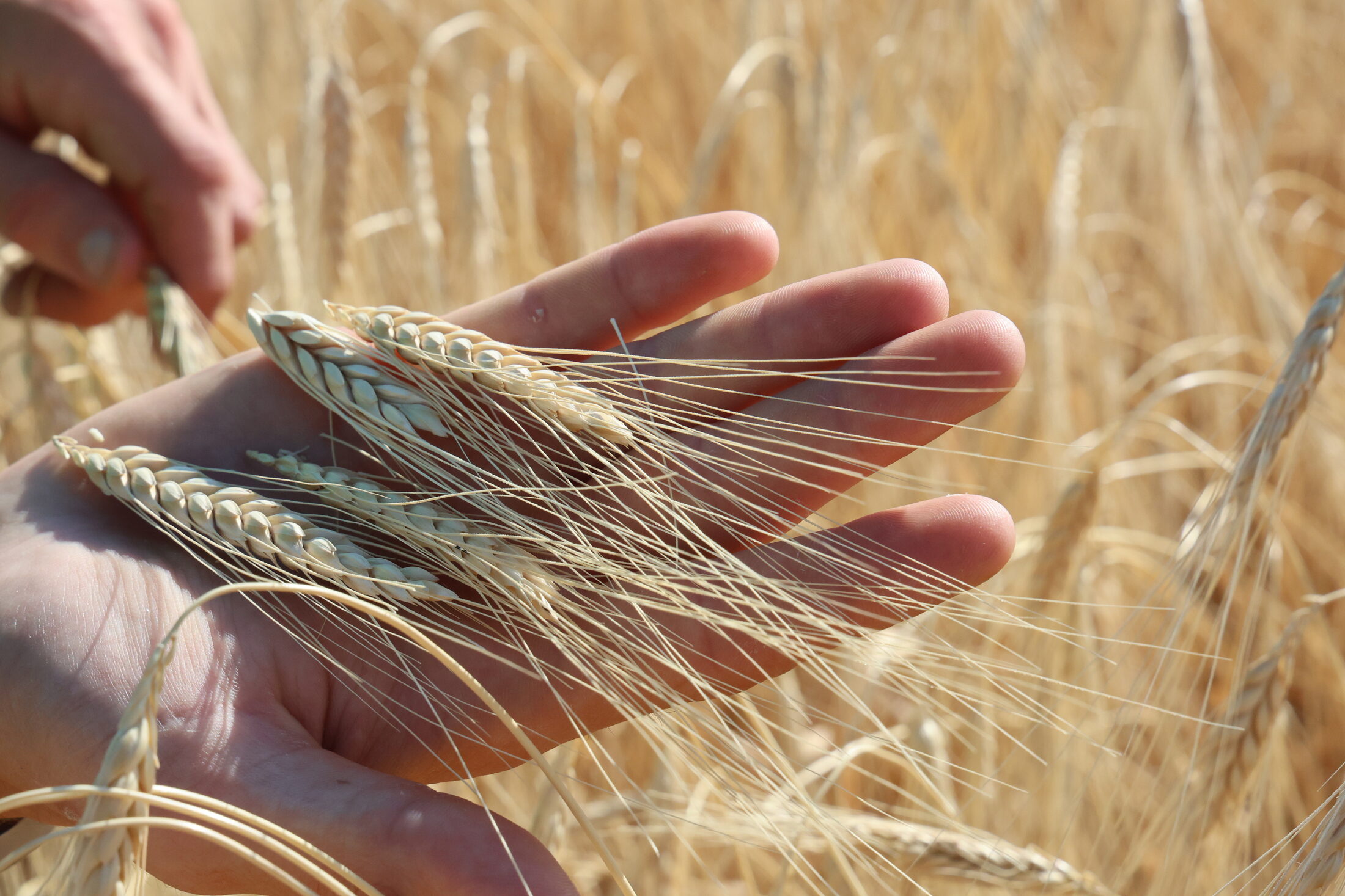 Le mani controllano le spighe di farro nel campo maturo