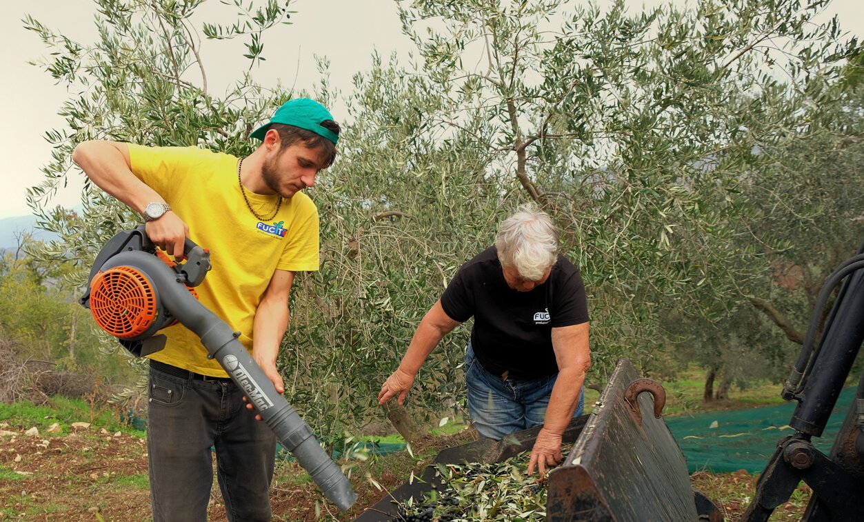 Due generazioni al lavoro nell'uliveto durante la raccolta delle olive